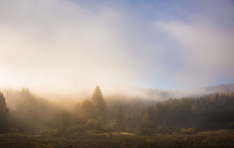 a forest track amidst a misty conifer forest