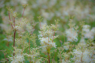 meadowsweet flowers