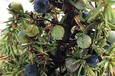 green and black Juniper berries