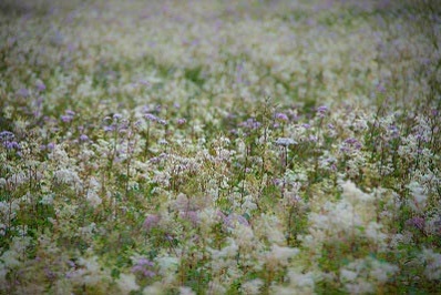 field of meadowsweet flowers
