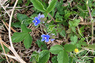 speedwell flowers