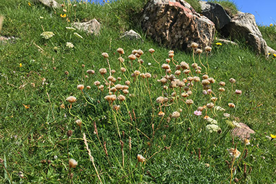 sea thrift