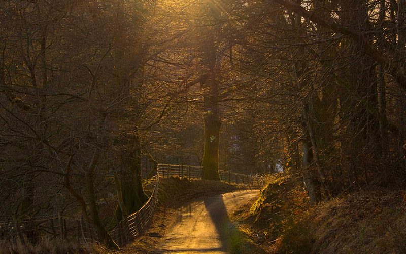 narrow road winding through trees with the sun behind