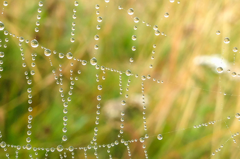 part of a spiders web covered in morning dew
