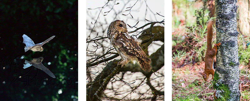 three pictures of a bat over water a tawny owl and a red squirrel />
							<h5>MOUNTAIN WALKS: SUMMER, WINTER, POINT TO POINT, MULTI DAY</h5>
							<p class=